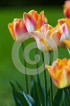 Colorato tulipani sul sfocato 