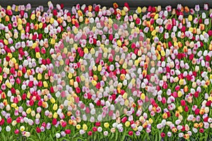 Colorful tulips, bright background. Flowers, spring texture. Floral template