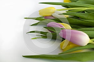 Colorful tulips in closeup over white background