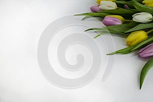 Colorful tulips in closeup over white background