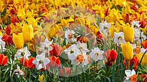 Colorful Tulips and Daffodil flowers in the flower field