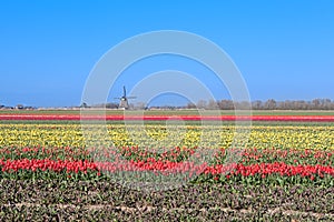 Colorful tulips and Dutch windmill