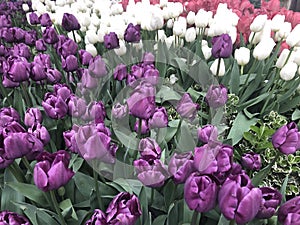 Colorful tulips in field