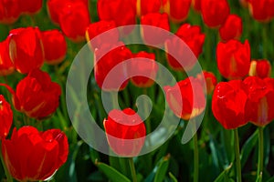 Colorful tulips field