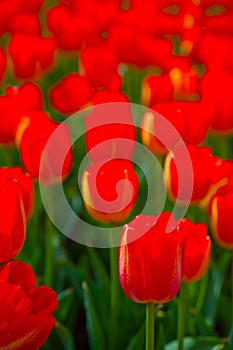 Colorful tulips field