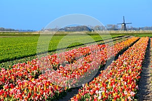 Colorful tulips on field by Dutch windmill