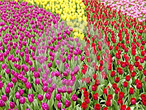Colorful Tulips Field with green leaves