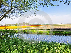 Colorful tulips fields in Holland, spring season