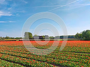 Colorful tulips fields in Holland, spring season