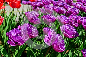 colorful tulips in a flowerbed in the park as a postcard 1