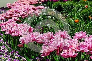 colorful tulips in a flowerbed in the park as a postcard 3