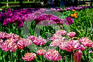 colorful tulips in a flowerbed in the park as a postcard 4