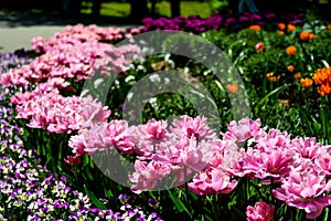 colorful tulips in a flowerbed in the park as a postcard 5