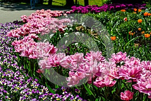 colorful tulips in a flowerbed in the park as a postcard 6