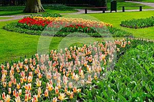 Colorful tulips flowerbed in spring garden, Holland