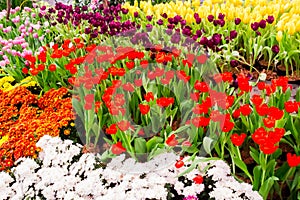 Colorful tulips and flowers blooming in cozy garden.