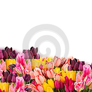 Colorful tulips flowers border