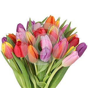 Vistoso tulipanes flores en la primavera o madres aire 