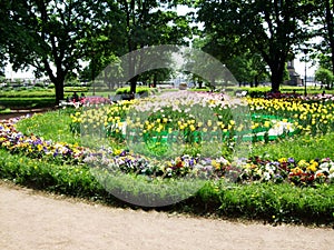 Colorful tulips and flowers grow in the park Saint Peterburg photo