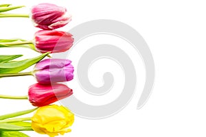 Colorful tulips flowers in a row isolated on white background with free space. Mothersday or spring concept.