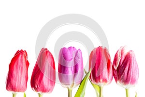 Colorful tulips flowers in a row isolated on white background with free space. Mothersday or spring concept.