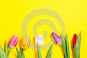 Colorful tulips flowers in a row on yellow background with free space. Mothersday or spring concept.