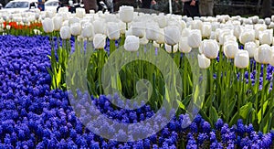 Colorful tulips in the garden. Istanbul, Turkey