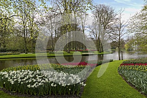 Colorful tulips garden in Netherlands