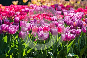 Colorful tulips garden in spring