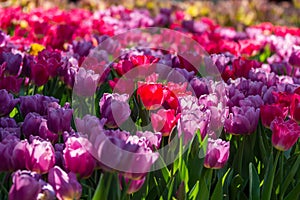 Colorful tulips garden in spring