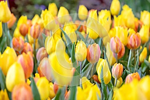 Colorful tulips and green leaves with freshness in the garden