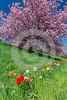 Colorful tulips on green meadow in front of pink flowering tree