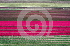 Colorful Tulips and Hyacinth fields during spring time in the Netherlands