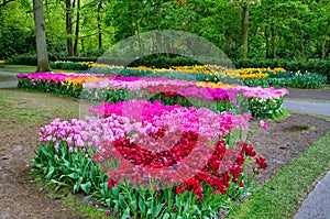 Colorful tulips, Keukenhof Park, Lisse in Holland