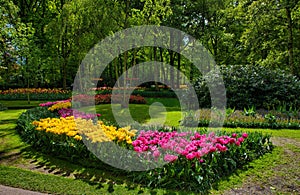 Colorful tulips, Keukenhof Park, Lisse in Holland