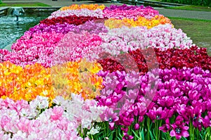 Colorful tulips, Keukenhof Park, Lisse in Holland