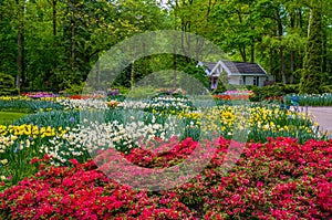 Colorful tulips, Keukenhof Park, Lisse in Holland