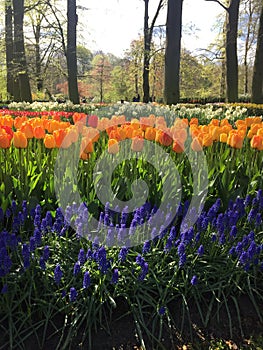 Colorful tulips at keukenhof park, Netherlands photo