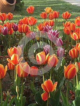 Colorful tulips at keukenhof park, Netherlands photo