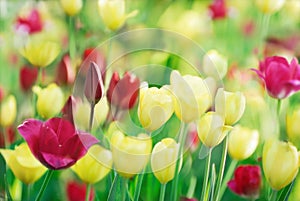 Colorful tulips on nature background