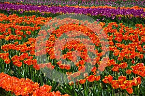 Colorful Tulips near Woodburn, Oregon