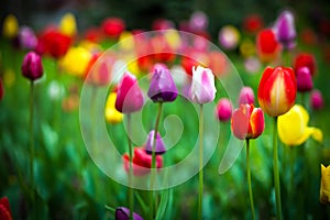 Colorful tulips in the park