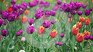 Colorful tulips in the park