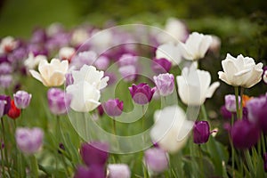 Colorful tulips in park