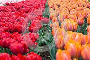 Colorful tulips in the park. Spring landscape