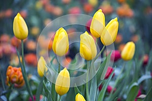 Colorful tulips in plantation.