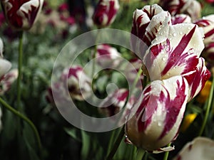Colorful tulips. Red and white flower petals with water droplets. Selective focus, close up. Colorful background