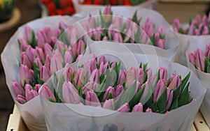 Colorful tulips on sale in Amsterdam flower market, Netherlands.