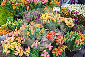 Colorful tulips for sale at Bloemenmarkt, Amsterdam flower market stall