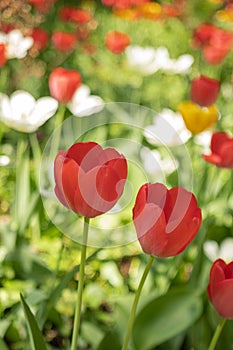 Colorful tulips in spring